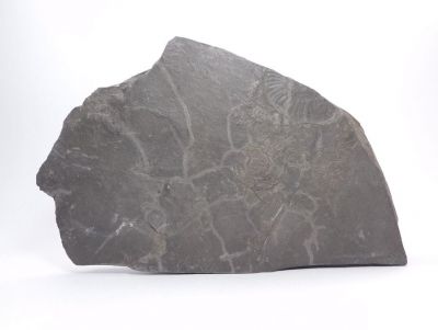 Amonit Dactyloceraz sp. - Holzmaden, Německo Amonit Dactyloceraz sp. - Holzmaden, Německo